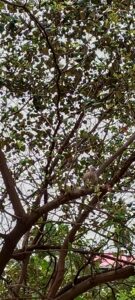 बेर के पेड़ का चित्र