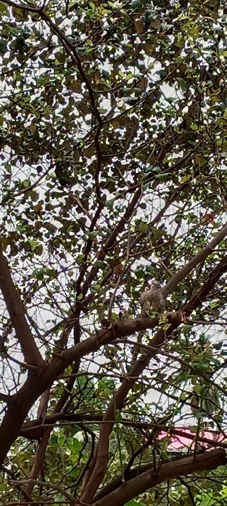 बेर के पेड़ का चित्र